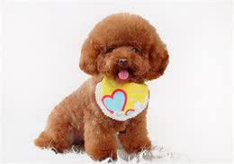 养狗科普:泰迪狗拉稀带血咋回事?怎样处理才能恢复快?