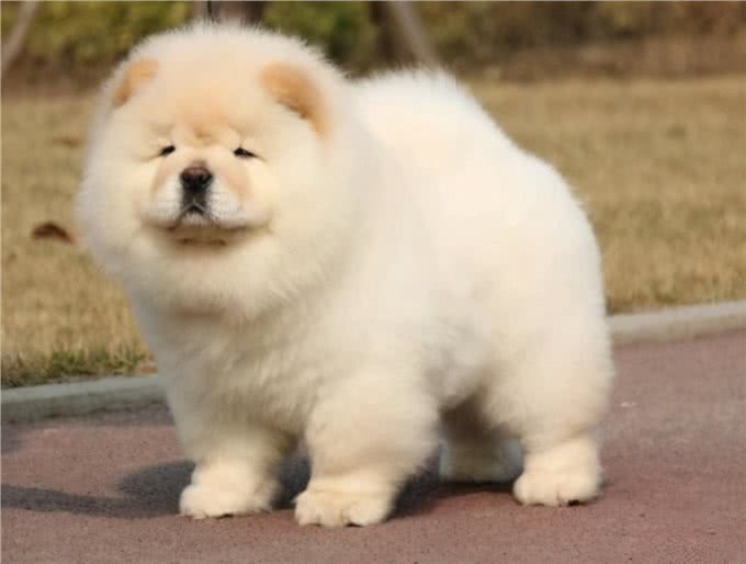 松狮犬吃什么牌子狗粮好?松狮犬狗粮推荐?怎么挑选狗粮?