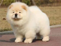 松狮犬吃什么牌子狗粮好?松狮犬狗粮推荐?怎么挑选狗粮?