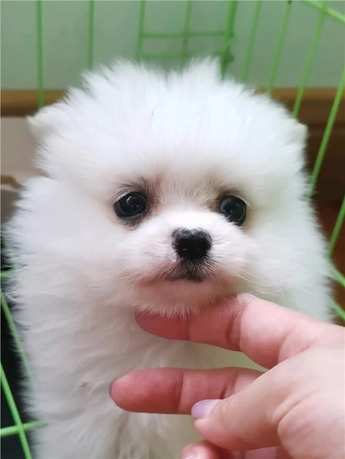 狗狗得了肾衰竭，怎样才能控制病情?