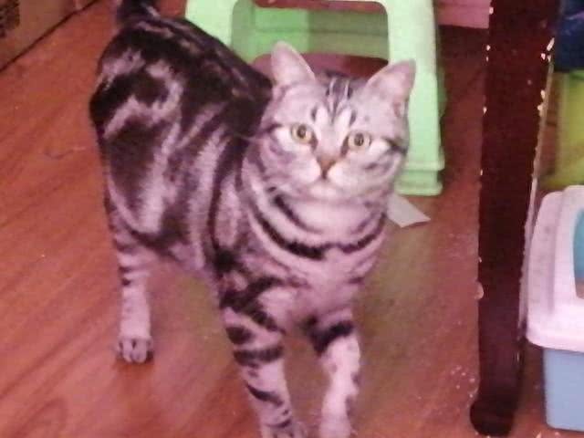 最聪明伶俐的猫