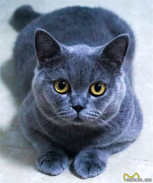 最聪明伶俐的猫