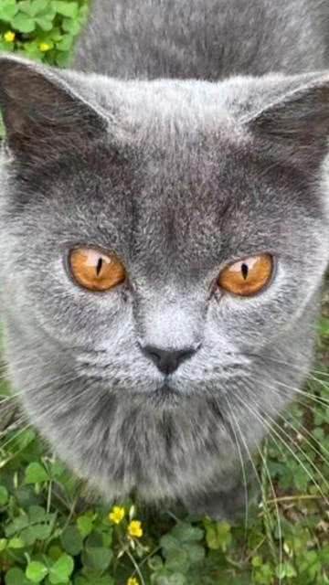 最聪明伶俐的猫