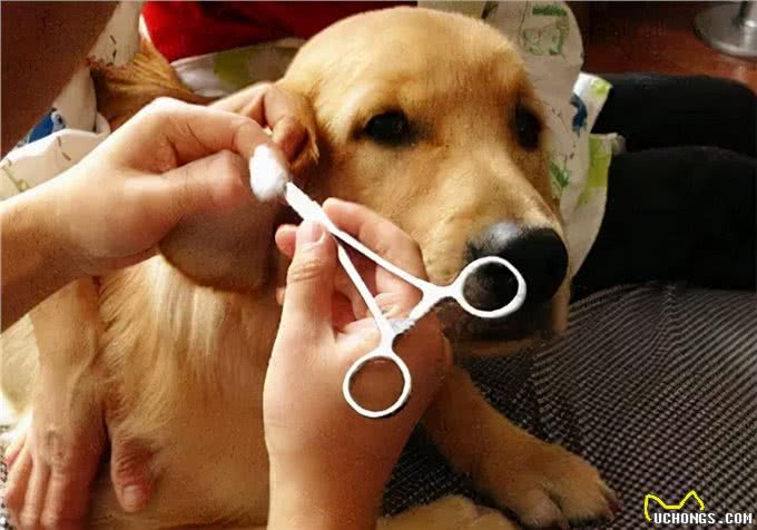 狗狗耳朵里面有耳螨怎么办?养宠人分享的实用技巧