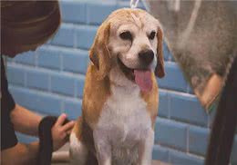 狗狗耳朵里面有耳螨怎么办?养宠人分享的实用技巧