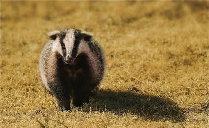 獾八狗子破坏庄稼，不能捕捉，农民咋办?损失谁赔?3点建议