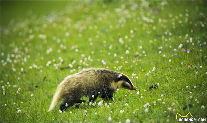 獾八狗子破坏庄稼，不能捕捉，农民咋办?损失谁赔?3点建议