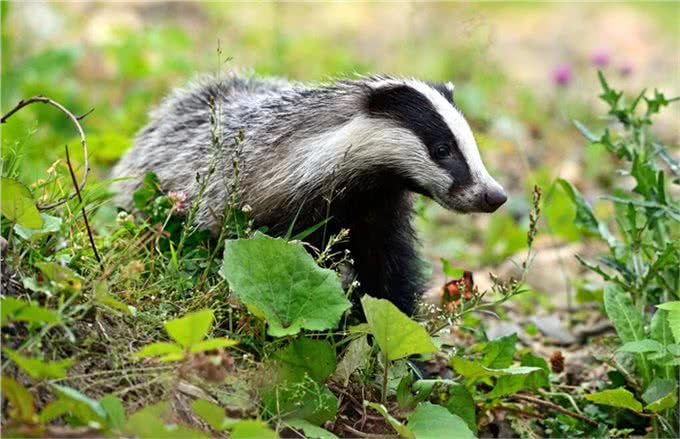 獾八狗子破坏庄稼，不能捕捉，农民咋办?损失谁赔?3点建议