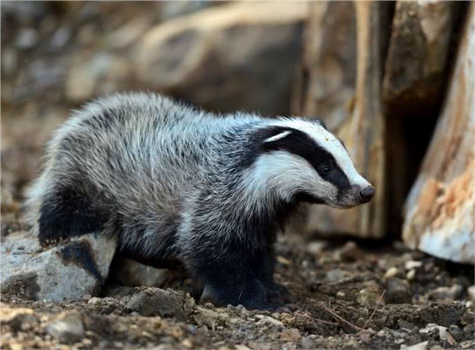 獾八狗子破坏庄稼，不能捕捉，农民咋办?损失谁赔?3点建议