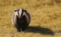 獾八狗子破坏庄稼，不能捕捉，农民咋办?损失谁赔?3点建议