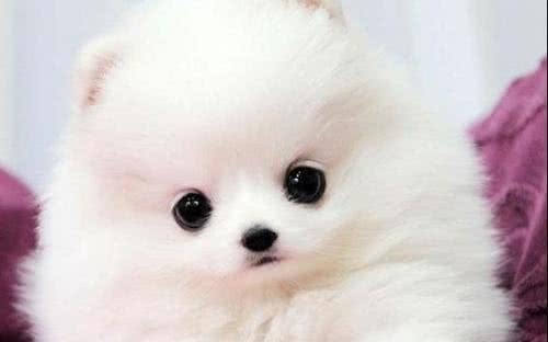 铲屎官：原来博美犬这么可怕，难怪这么少人养