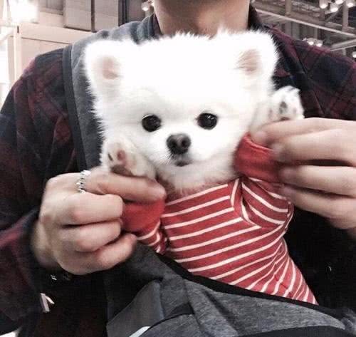 铲屎官：原来博美犬这么可怕，难怪这么少人养