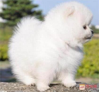 铲屎官：原来博美犬这么可怕，难怪这么少人养