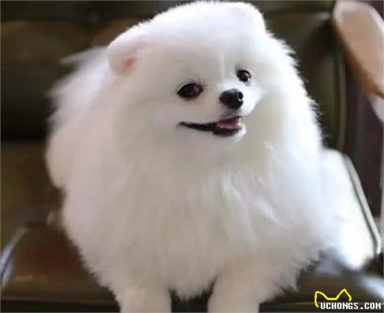 铲屎官：原来博美犬这么可怕，难怪这么少人养