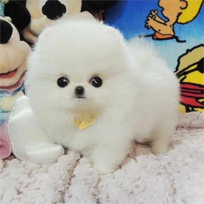 铲屎官：原来博美犬这么可怕，难怪这么少人养