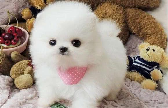 铲屎官：原来博美犬这么可怕，难怪这么少人养