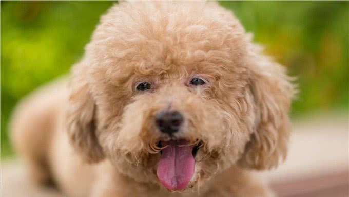 贵宾犬和泰迪的区别有哪些?别再傻傻分不清了