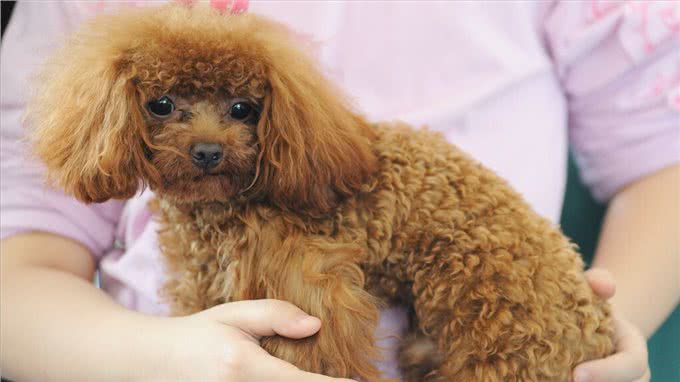 贵宾犬和泰迪的区别有哪些?别再傻傻分不清了