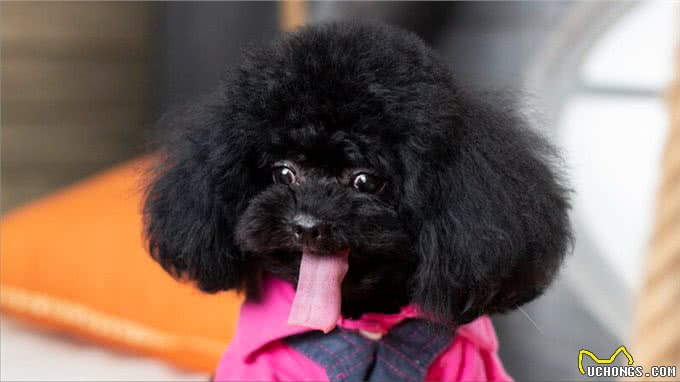 贵宾犬和泰迪的区别有哪些?别再傻傻分不清了