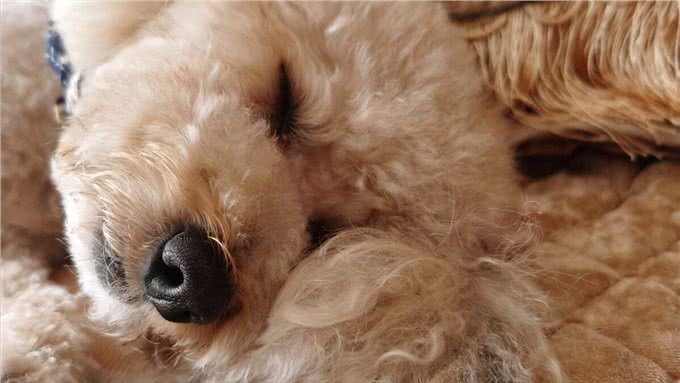 贵宾犬和泰迪的区别有哪些?别再傻傻分不清了