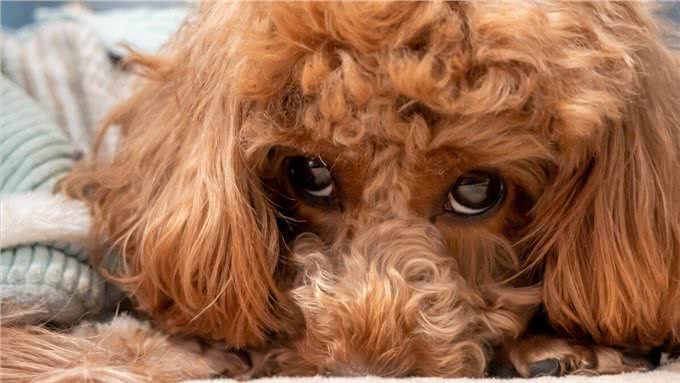 贵宾犬和泰迪的区别有哪些?别再傻傻分不清了