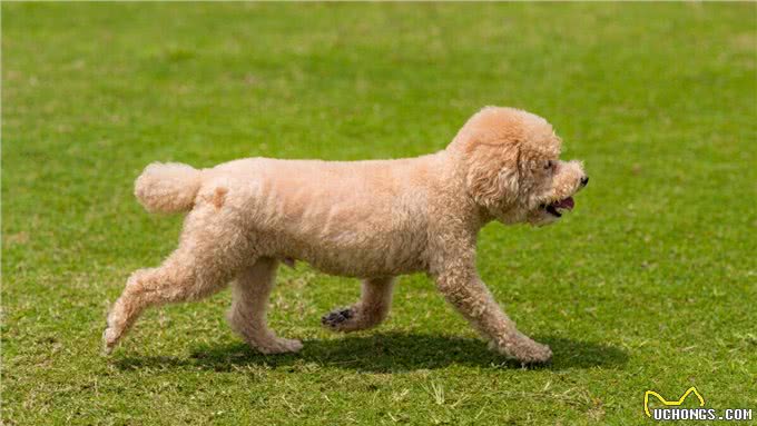 贵宾犬和泰迪的区别有哪些?别再傻傻分不清了