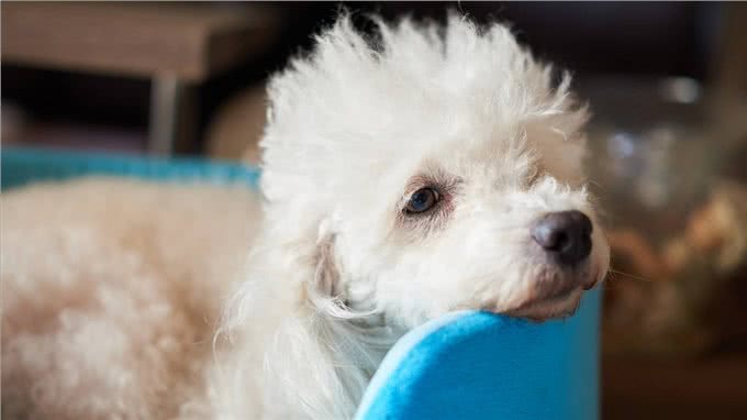 贵宾犬和泰迪的区别有哪些?别再傻傻分不清了