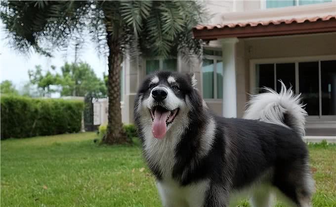 想养阿拉斯加，你是否熟悉，它的这些优缺点?