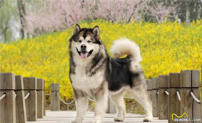 想养阿拉斯加，你是否熟悉，它的这些优缺点?