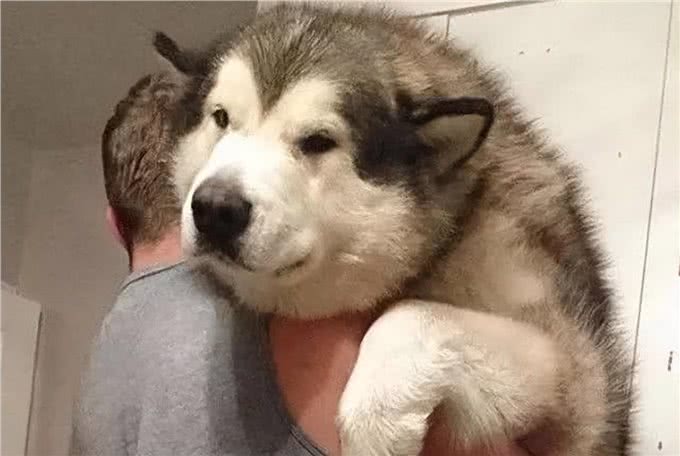 想养阿拉斯加，你是否熟悉，它的这些优缺点?