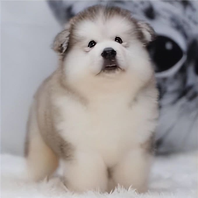 想养阿拉斯加，你是否熟悉，它的这些优缺点?