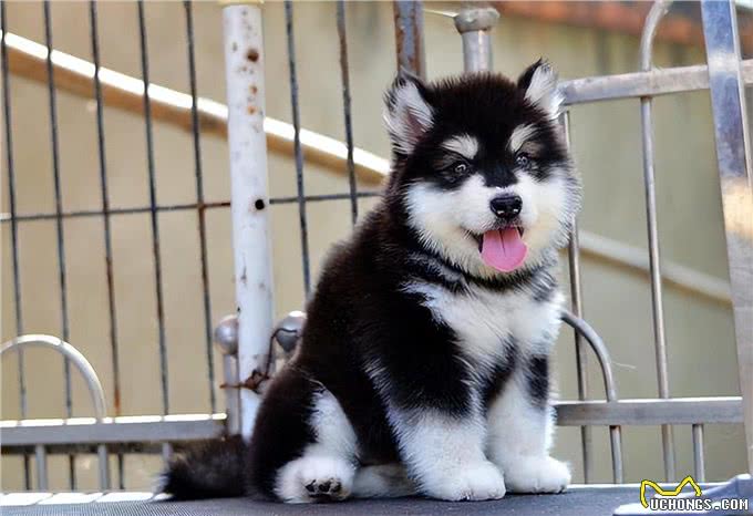 想养阿拉斯加，你是否熟悉，它的这些优缺点?