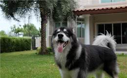 想养阿拉斯加，你是否熟悉，它的这些优缺点?