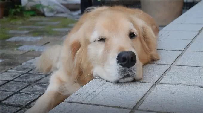 到底要不要给狗狗绝育?绝育的影响和最佳时间