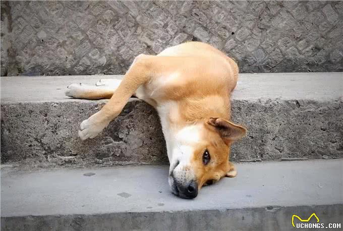 到底要不要给狗狗绝育?绝育的影响和最佳时间