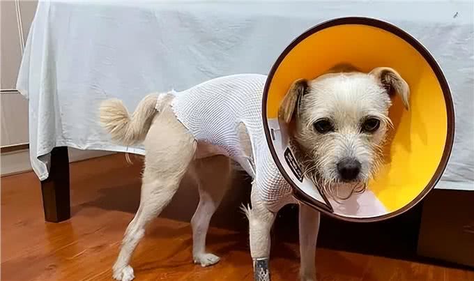 到底要不要给狗狗绝育?绝育的影响和最佳时间