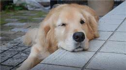 到底要不要给狗狗绝育?绝育的影响和最佳时间