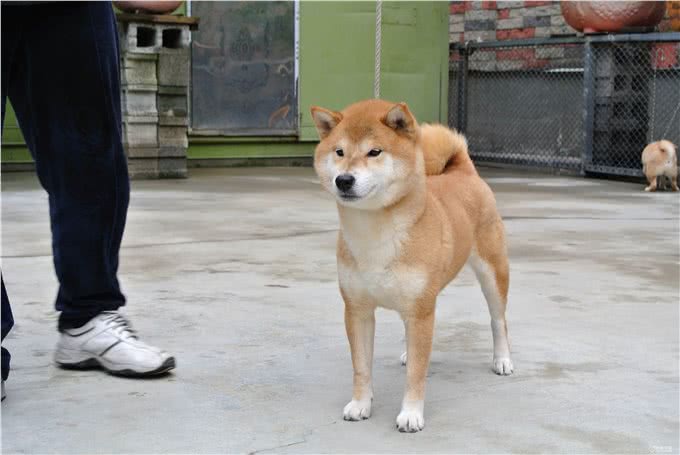 分不清!柴犬与秋田犬到底有何区别?