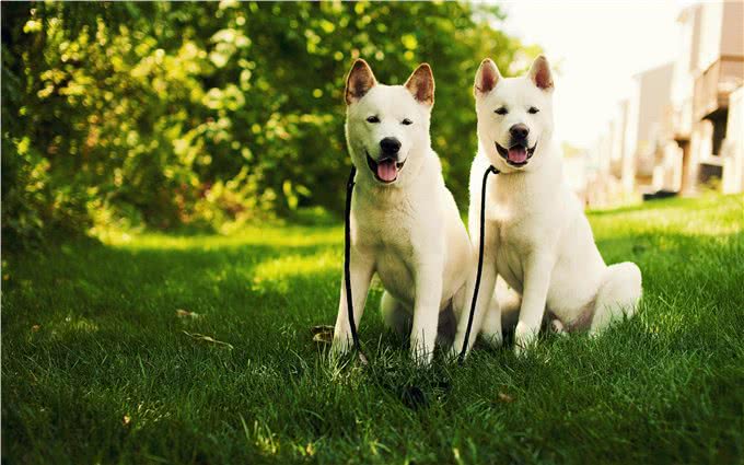 分不清!柴犬与秋田犬到底有何区别?