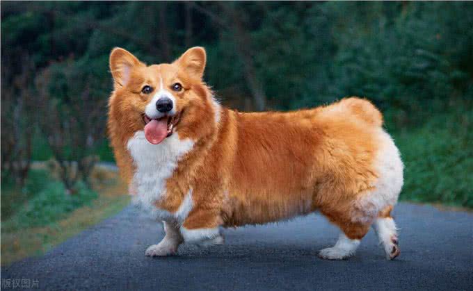 训练狗到固定地方大小便