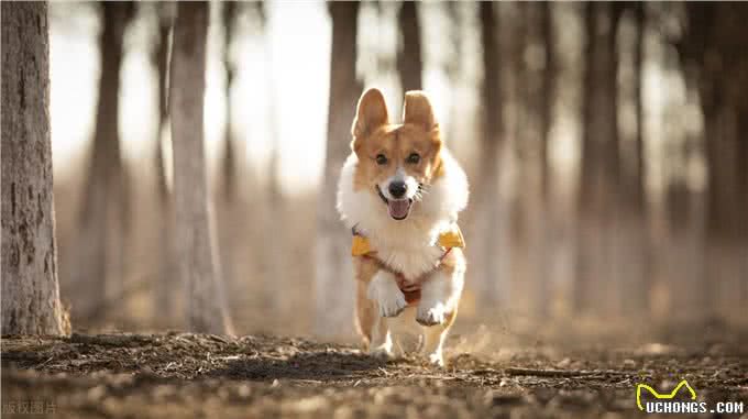 训练狗到固定地方大小便