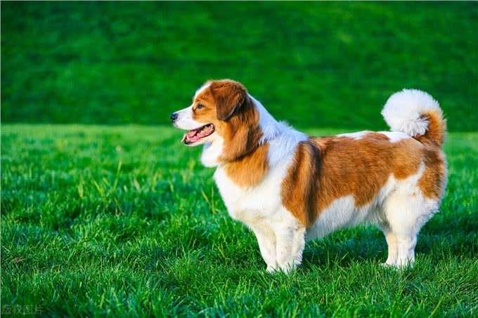 训练狗到固定地方大小便