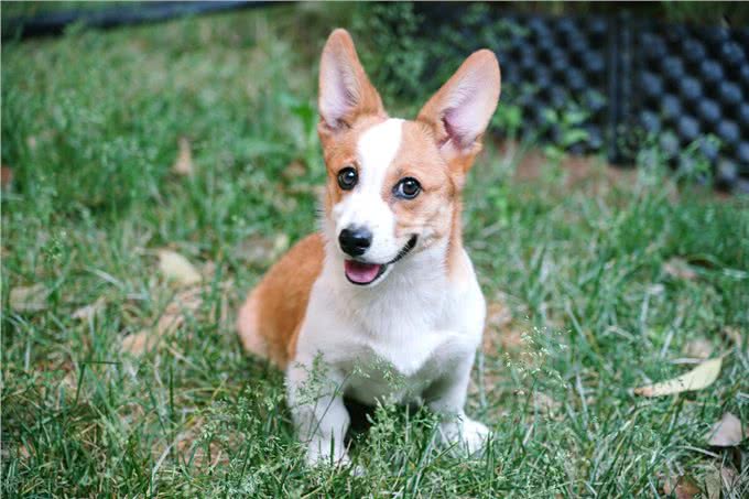 训练狗到固定地方大小便