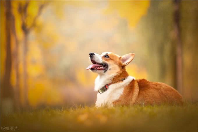 训练狗到固定地方大小便