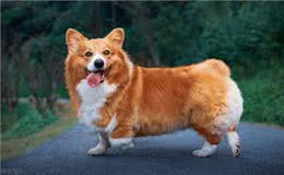 训练狗到固定地方大小便