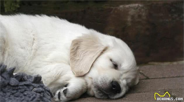 狗狗睡觉时为什么会抽搐?