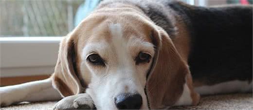 狗狗睡觉时为什么会抽搐?