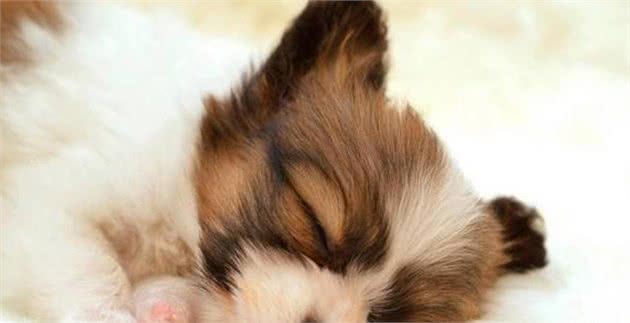 狗狗睡觉时为什么会抽搐?