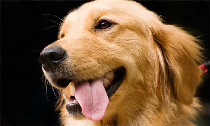 训练金毛的3个办法，各位宠主快快拿好啦!