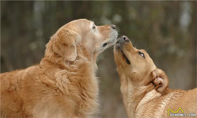 训练金毛的3个办法，各位宠主快快拿好啦!